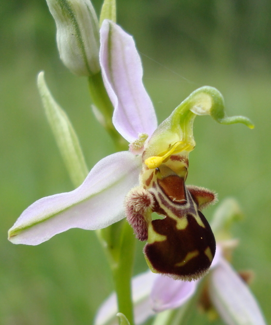 Ophrys apifera